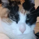 Meow | Terradivisa
