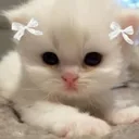 ϐὗввłἔṩ ᥫ᭡.୨