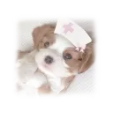 chiot médecine   ⸜(｡˃ ᵕ ˂ )⸝♡