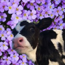 The Cattle Cows