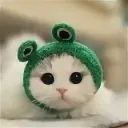 CAT SERVER