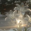 saccharine — leafbare