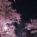 ⊹  🌸    Sakura no sekai   .   community icon