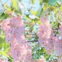 𑣲 whimsy 🌸 ˚꩜｡