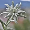 Nature Enjoyers's icon