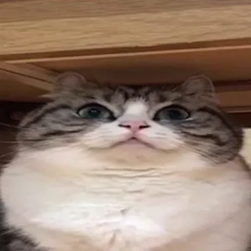 πX group β ΠΌΠΎΠ½ΠΈΡΠΎΡΠΈΠ½Π³ Discord ΡΠ΅ΡΠ²Π΅ΡΠ°, ΡΡΠ°ΡΠΈΡΡΠΈΠΊΠ° ΠΈ ΡΠ΅ΠΉΡΠΈΠ½Π³