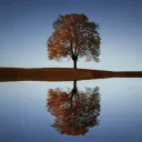 magical-world's icon