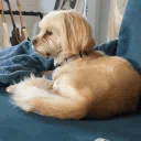 DAWGTOPIA