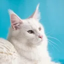 天沢組