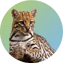 Pytorch-Wildlife