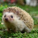 The Hedgehogs Cult