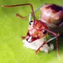 Kurinji's Anthill