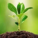 Plantoverse's icon