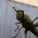 The Locust Troupe