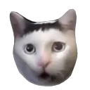 Huh Coin Cat