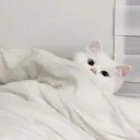しろのごはん