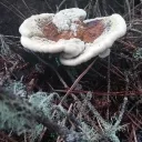 FREAKTREATS Discord server icon