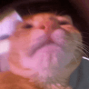 Awo Cat Community Discord server icon