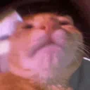 Awo Cat Community