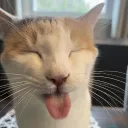 krly catcore server