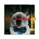 Meow's community 😼