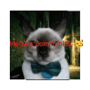 Meow's community 😼