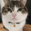 Deep Cats
