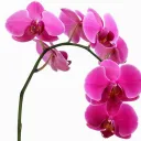 Okrasná Zahrádka Orchideí