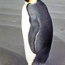 Antarctica