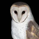 Мудрый Event Horizon: Phoenix