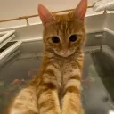 Китки
