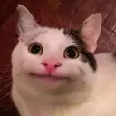 Beluga-ville Discord server icon