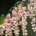 Lily of the Valley