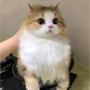 阿萬的農場