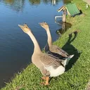 Laguinho dos patos
