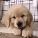 Woofing inc.