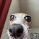 goofy ah testing server Discord server icon