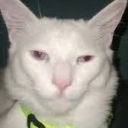 Close Clan Discord server icon