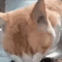 ᗷᑕ ᒪᗴᘜᗩᑕY🦝🐱