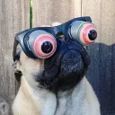 Rug Pugg