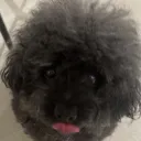 alicias dog cafe