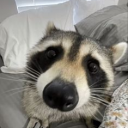 𝘽𝙤𝙤𝙢𝘾𝙝𝙞𝙠𝙖 𝘽𝙤𝙬 𝙒𝙤𝙬 𝙎𝙚𝙧𝙫𝙚𝙧 Discord server icon