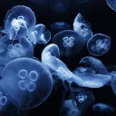 Melody's Aquarium ♡‧₊˚