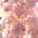 🌸 𝒮𝓅𝓇𝒾𝓃𝑔  𝒫𝒶𝓈𝓉𝓇𝓎 𝒞𝒶𝒻𝑒💮