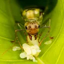 International Antkeeping
