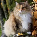 Dreams of Death | Warrior Cats Roleplay