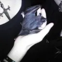 ꒰🦇꒱﹒ 𝔟𝔩𝔞𝔠𝔨 𝔭𝔢𝔞𝔯𝔩 ﹒⟢ [wip]