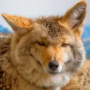 The Coyote Den