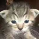 fur den