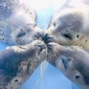 ﹕ bubbly !  ₊ ˚ Discord server icon